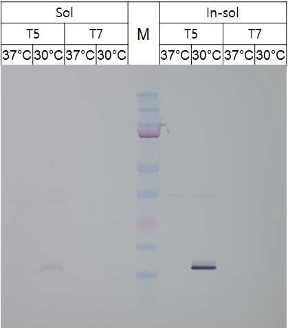 (a) T5 프로모터에 의해 Lpp-OmpA-YARA가 발현되는 MG1655 균주와 T7 프로모터에 의해 Lpp-OmpA-YARA가 발현되는 MG1655 균주 내부 단백질의 Western blot 결과