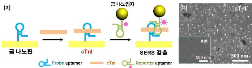 금 나노판 센서를 이용해 cTnI를 고감도로 검출하는 과정. (b) 100 pM의 cTnI 용액에서 금 나노판 센서 표면에 붙은 다수의 금 나노입자의 SEM 이미지