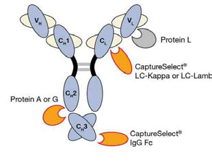 IgG 타입의 항체와 각 보조단백질과의 결합부위
