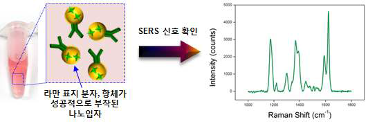 라만 표지 분자, 항체가 성공적으로 부착된 나노입자 용액과 나노입자들에서 나타난 라만 표지 분자의 SERS 신호