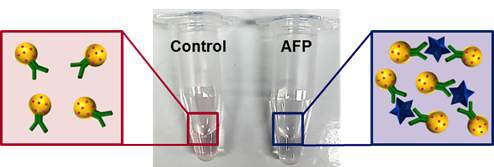 라만 표지 분자, 항체가 성공적으로 부착된 나노입자 용액에 AFP를 넣어 반응한 결과
