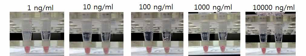 Glypican-3 항체 농도에 따른 금 나노입자 개질