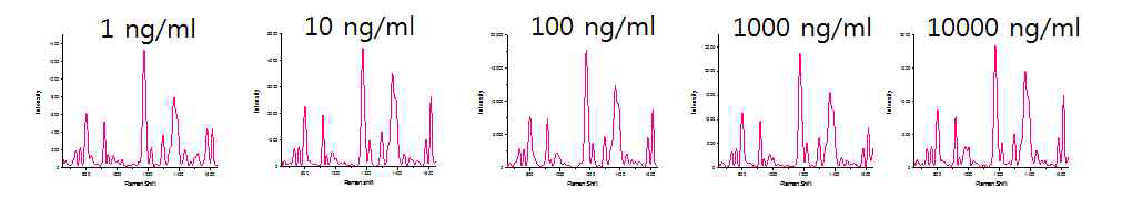Glypican-3 항체 농도에 따른 금 나노입자에서 SERS 신호 크기 비교