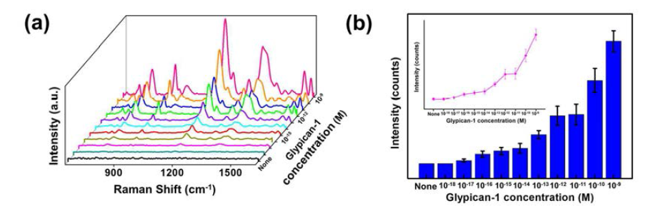 (a) 다양한 농도의 glypican-1에서 관찰한 SERS 스펙트라. (b) 다양한 농도의 glypican-1에서 관찰한 SERS 신호