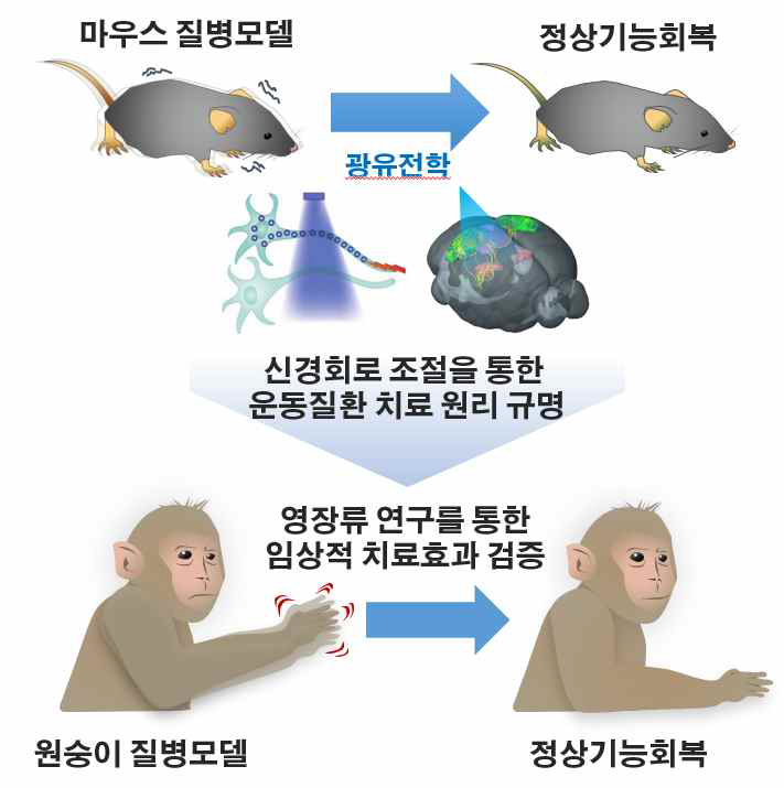 생쥐 모델 – 영장류 모델을 연계한 신경회로기반 운동질환 회복 연구 방안