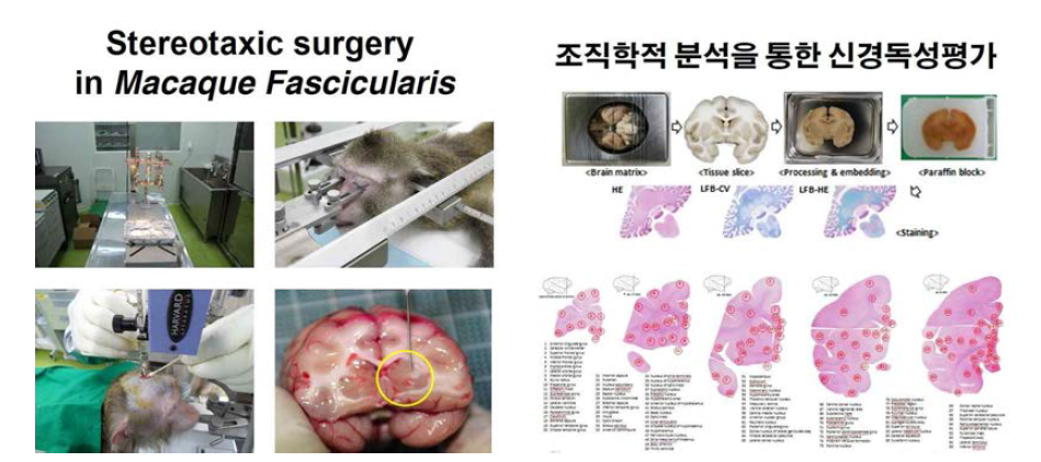 게잡이 원숭이 수술 장비 및 조직학적 분석을 통한 단백질 변화 관찰 장비