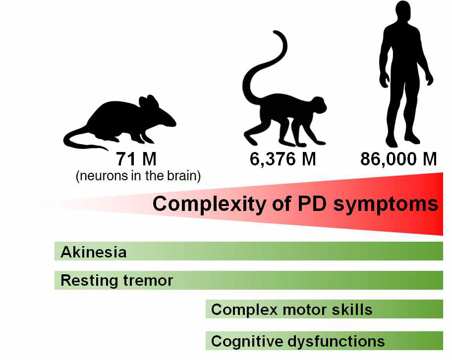 설치류와 영장류의 뇌 구조와 파킨슨 질병 증상 차이
