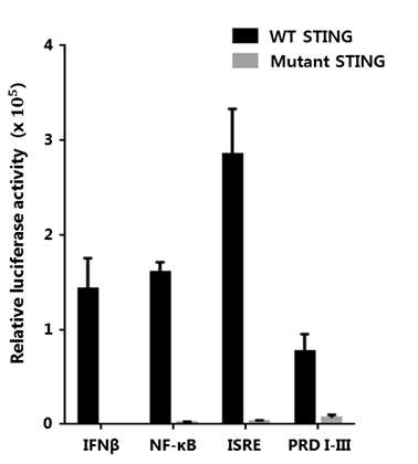 DNA자극 시 정상 STING과 돌연변이 STING에 의한 발광효소 발현 양 확인