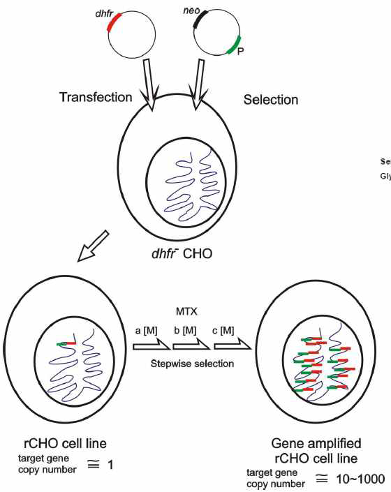 DHFR과 MTX를 이용한 유전자 증폭 시스템