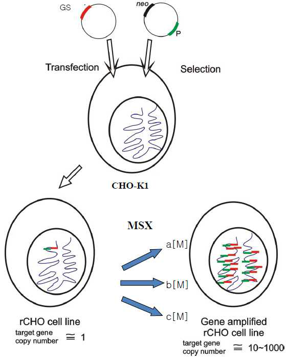 Glutamine synthetase와 Methionine sulfoximine (MSX)를 이용한 유전자 증폭 시스템