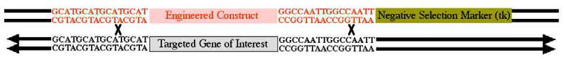 Homologous recombination 모식도