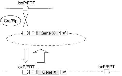 Recombinase-mediated cassette exchange (RMCE) 모식도