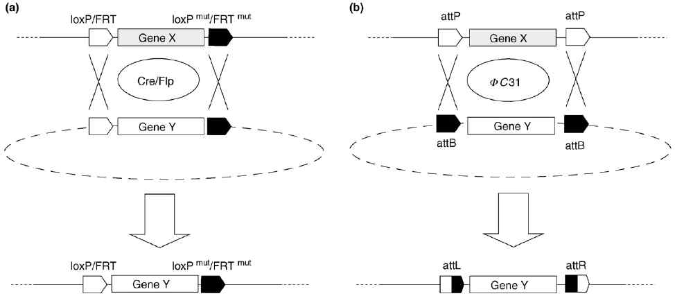 loxP, FRT, GATEWAY 서열 돌연변이를 이용한 단방향 유전자 삽입 전략 모식도