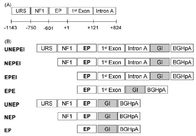 Human cytomegalovirus major immediate early gene의 프로모터 조합