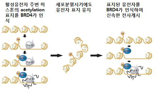 BRD4에 의한 세포분열 후 신속 전사 개시 모식도