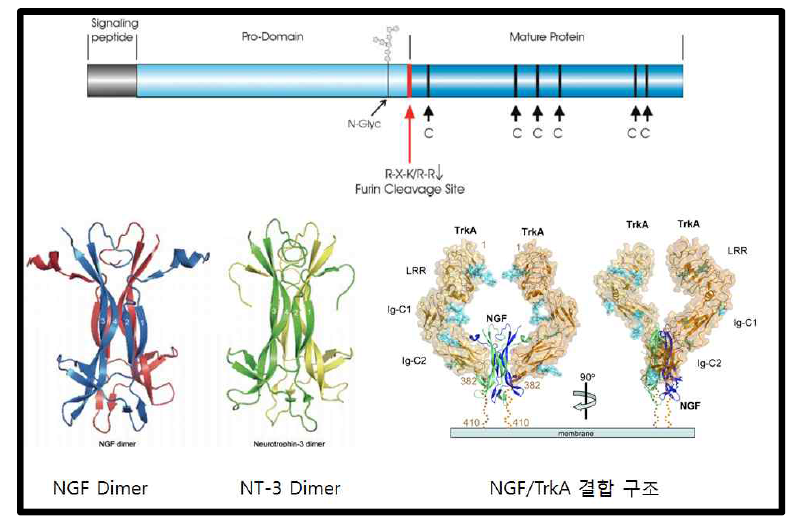 단백질 생산 후 Processing을 거쳐 활성을 가지는 형태로 만들어지는 NT-3 (위), NGF dimer와 NT-3 Dimer 구조 비교 (아래, 좌) 그리고 TrkA/NGF 복합체 구조 (아래, 우)