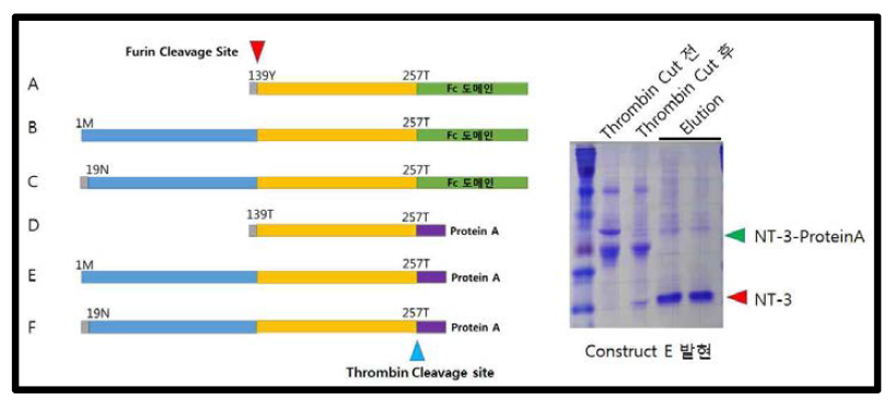 곤충세포에서 발현 테스트한 NT-3 발현용 Constructs (좌), 정제된 NT-3