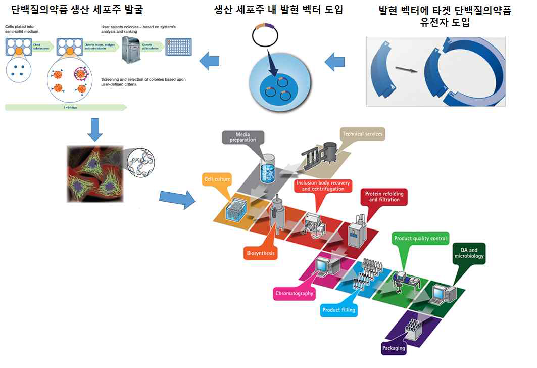 단백질의약품 생산과정