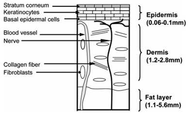 Schematic representation of the skin structure