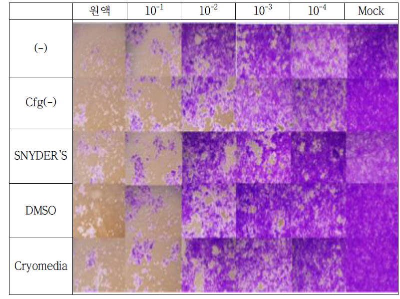 3개월 보관 후 LN2 Stock 생육도, 위상차현미경 40 X 관찰 사진