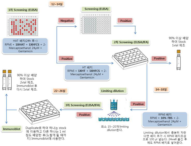 단세포군항체 생산클론 선별 모식도