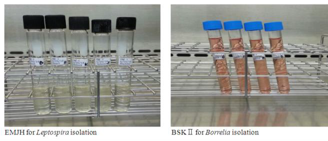 Leptospira, Borrelia 분리 및 배양을 위해 사용하는 접종 배지