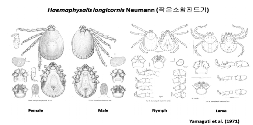 작은소참진드기 (Haemaphysalis longicornis)의 성충, 약충, 유충