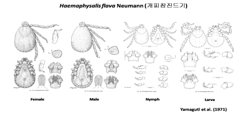 개피참진드기 (Haemaphysalis flava)의 성충, 약충, 유충