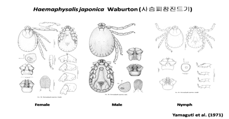 사슴피참진드기 (Haemaphysalis japonica)의 성충, 약충