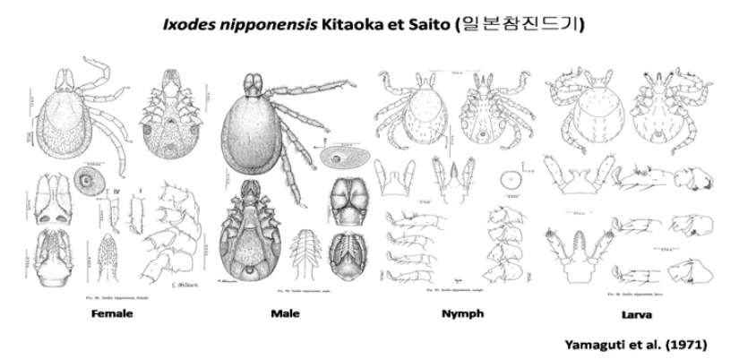 일본참진드기 (Ixodes nipponensis)의 성충, 약충, 유충