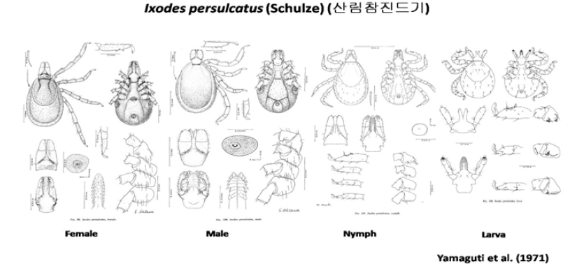 산림참진드기 (Ixodes persulcatus)의 성충, 약충, 유충