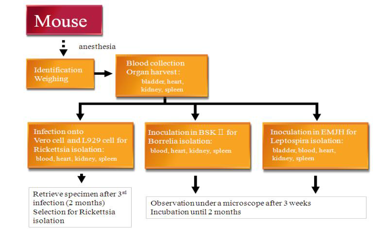 Mouse 검체를 이용하여 Rickettsia, Borrelia, Leptospira를 분리하기 위한 실험과정 요약