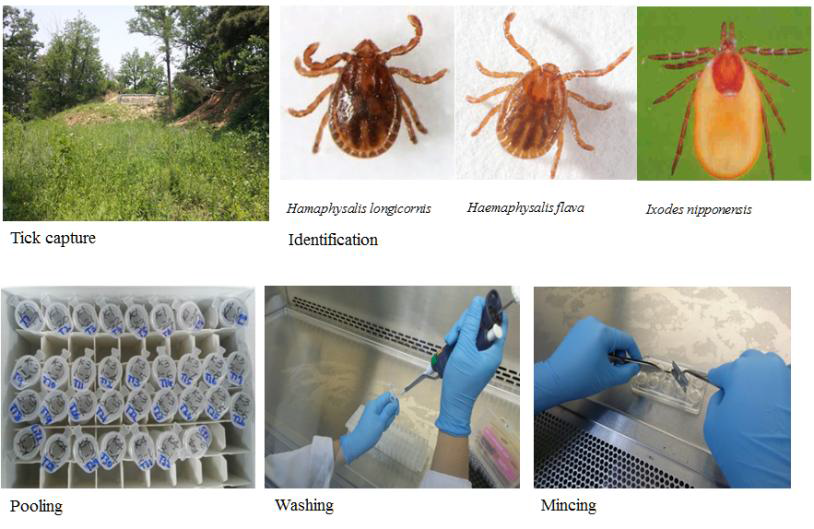 Ticks의 수집, 동정, 배양을 위한 전처리 과정