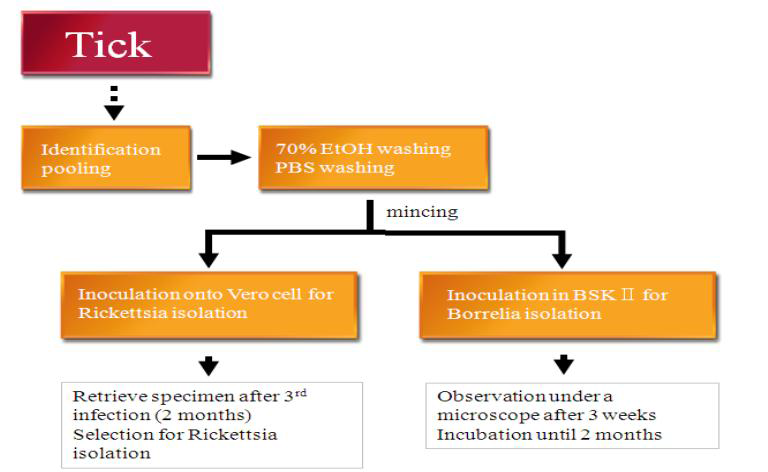 Ticks을 이용하여 Rickettsia와 Borrelia를 분리하기 위한 실험과정