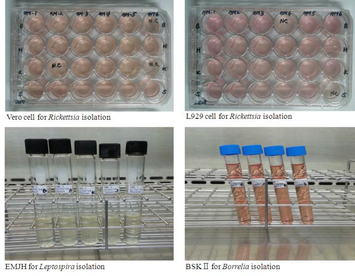 Rickettsia (Orientia), Borrelia 그리고 Leptospira의 분리를 위해 사용한 mammalian cells과 접종 배지