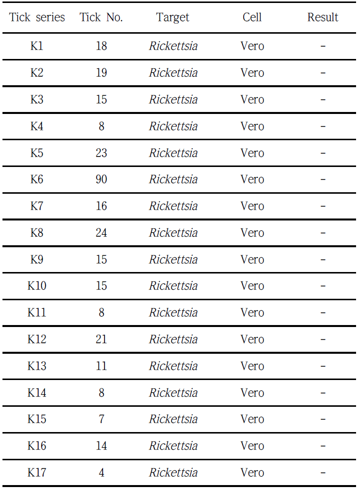 Tick 침출액을 세포에 감염시킨 결과