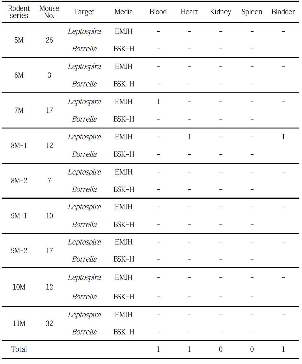 야생설치류 장기조직을 Leptospira와 Borrelia 배지에 감염시킨 결과