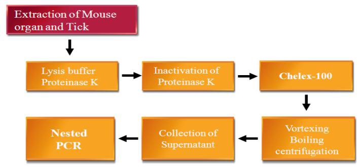 Mouses와 ticks의 Rickettsia, O. tsutsugamushi, Borrelia 감염 여부 확인을 위한 nested PCR 준비 과정