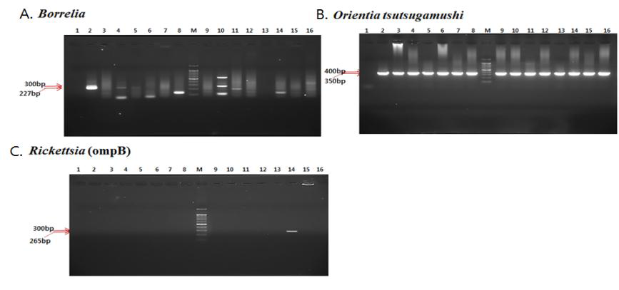 Rodents의 조직 샘플로 Borrelia, Orientia tsutsugamushi와 Rickettsia를 PCR로 검출한 결과