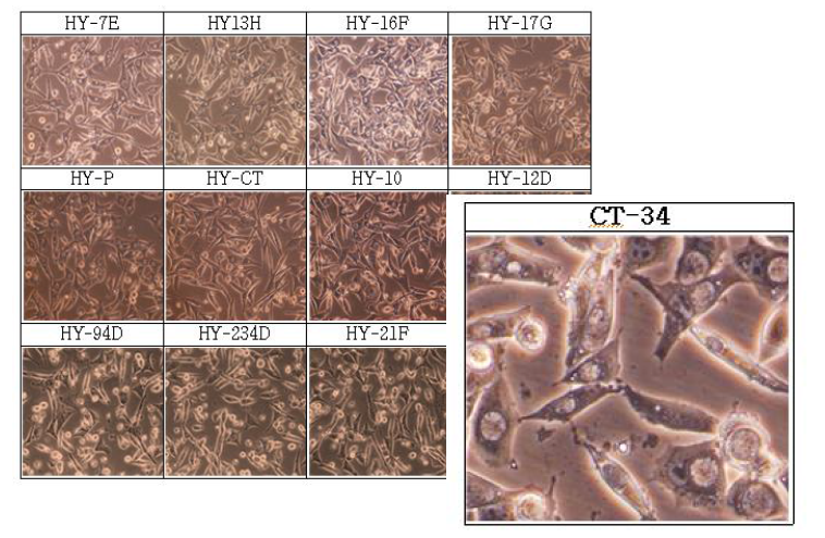 클라미디아가 유발하는 세포병변효과 (CPE), McCoy cell