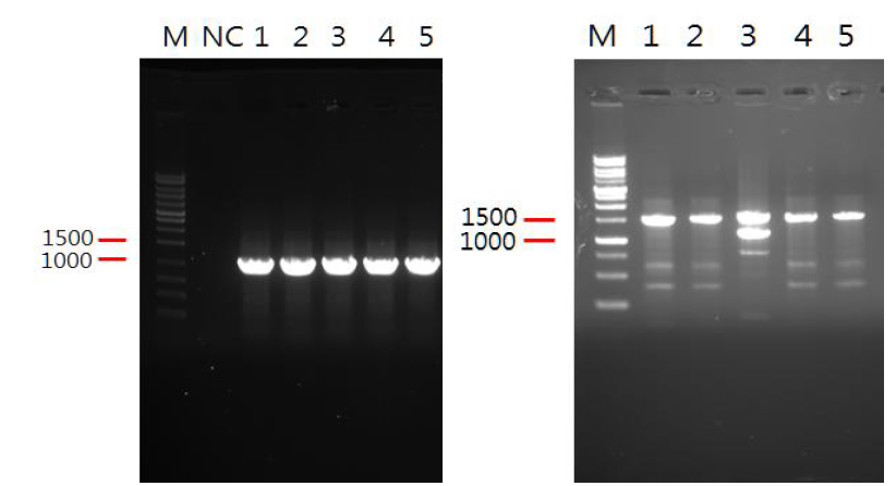 PCR로 ompA (좌), 16S rDNA (우) 유전자를 증폭한 결과