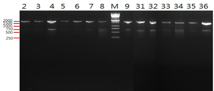 2차년도 기탁균주의 16S rDNA 유전자 PCR 결과