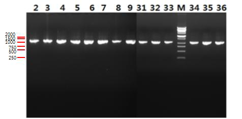 PCR로 ompA 유전자를 증폭한 결과