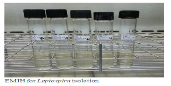 Leptospira 분리 및 배양을 위해 사용하는 접종 배지