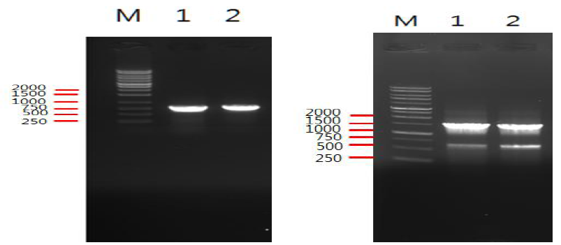 PCR로 16S rRNA (왼쪽), LipL32 (오른쪽) 유전자를 증폭한 결과