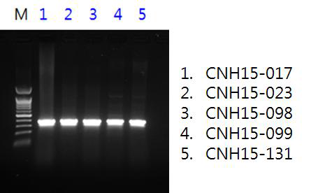 Orientia 분리 균주 5종의 PCR 확인사진