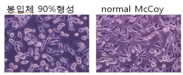 Normal McCoy cell과 비교한 봉입체 형성 양상