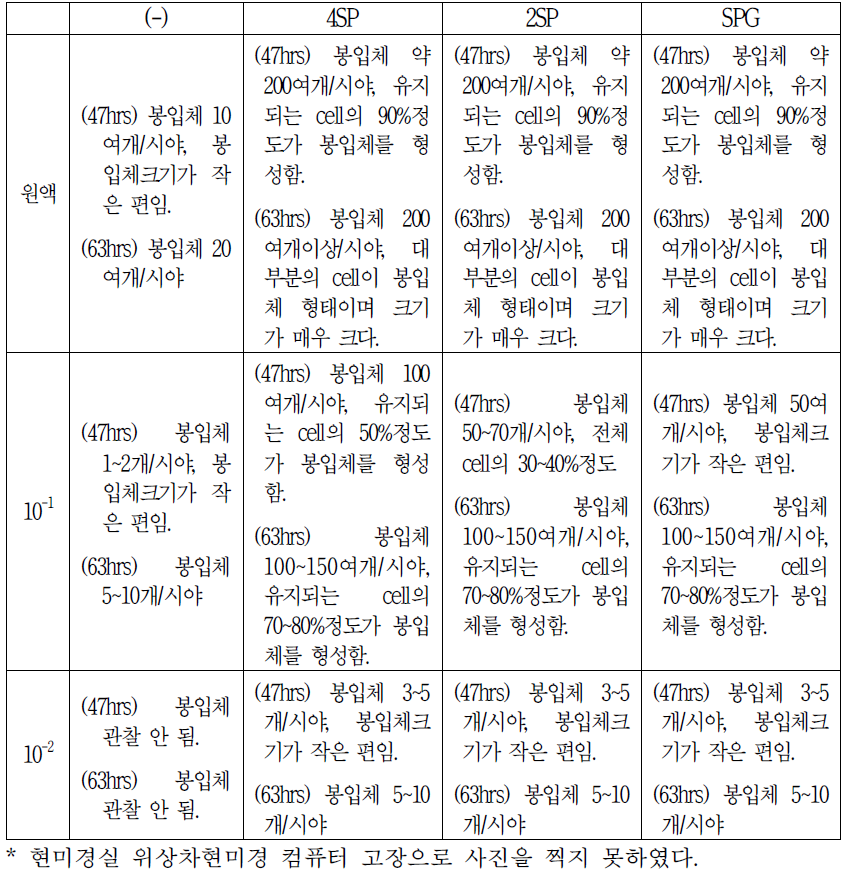 6개월 보존 Deepfreezer stock (2015년 06월 19일)_Chlamydia 배양 결과 감염47시간, 63시간대 봉입체 수