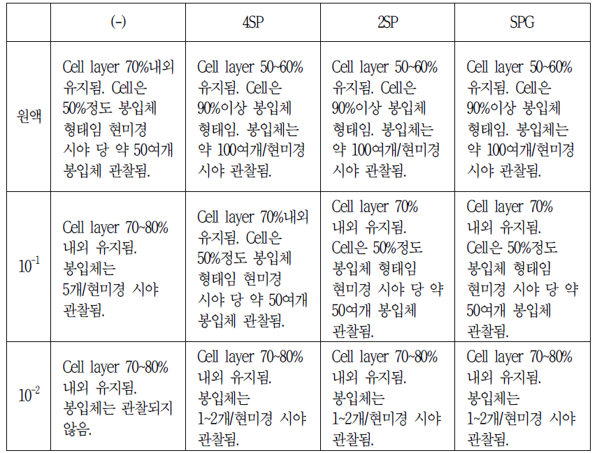 1년 보존 Deepfreeze stock (2015년 06월 23일) _Chlamydia 배양 결과 감염 48시간대 봉입체 수