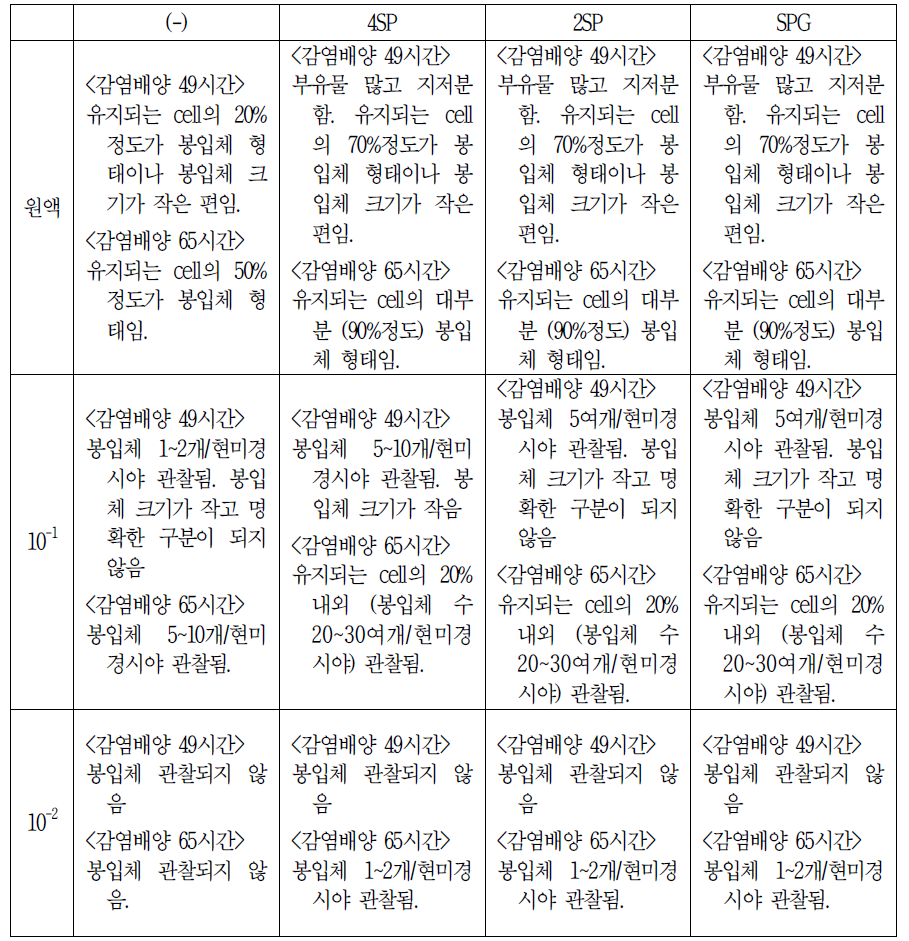 1년 보존 LN2 stock (2015년 06월 19일)_Chlamydia 배양 결과 감염 49시간, 65시간대 봉입체 수